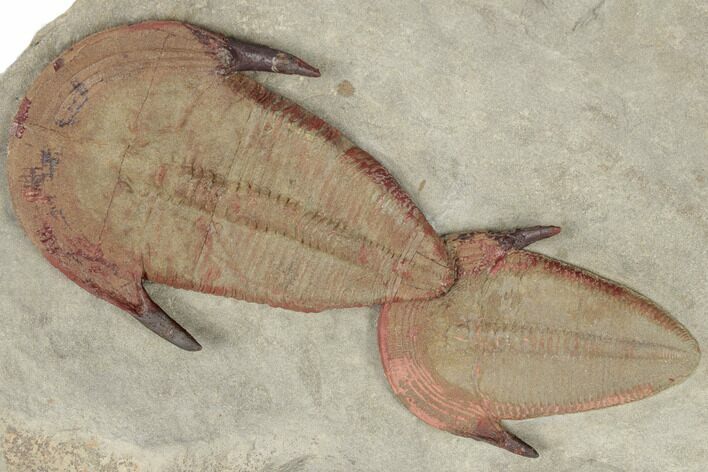 Two Colorful, Harpides Trilobites - Draa Valley, Morocco #189985